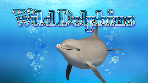 WILD DOLPHINS