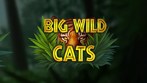 BIG WILD CATS