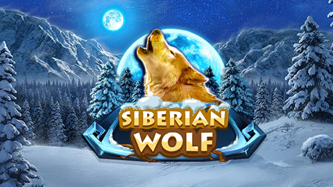 SIBERIAN WOLF