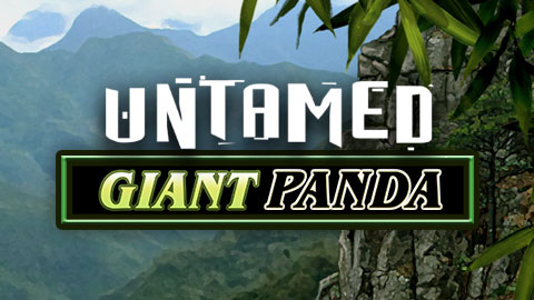 UNTAMED GIANT PANDA